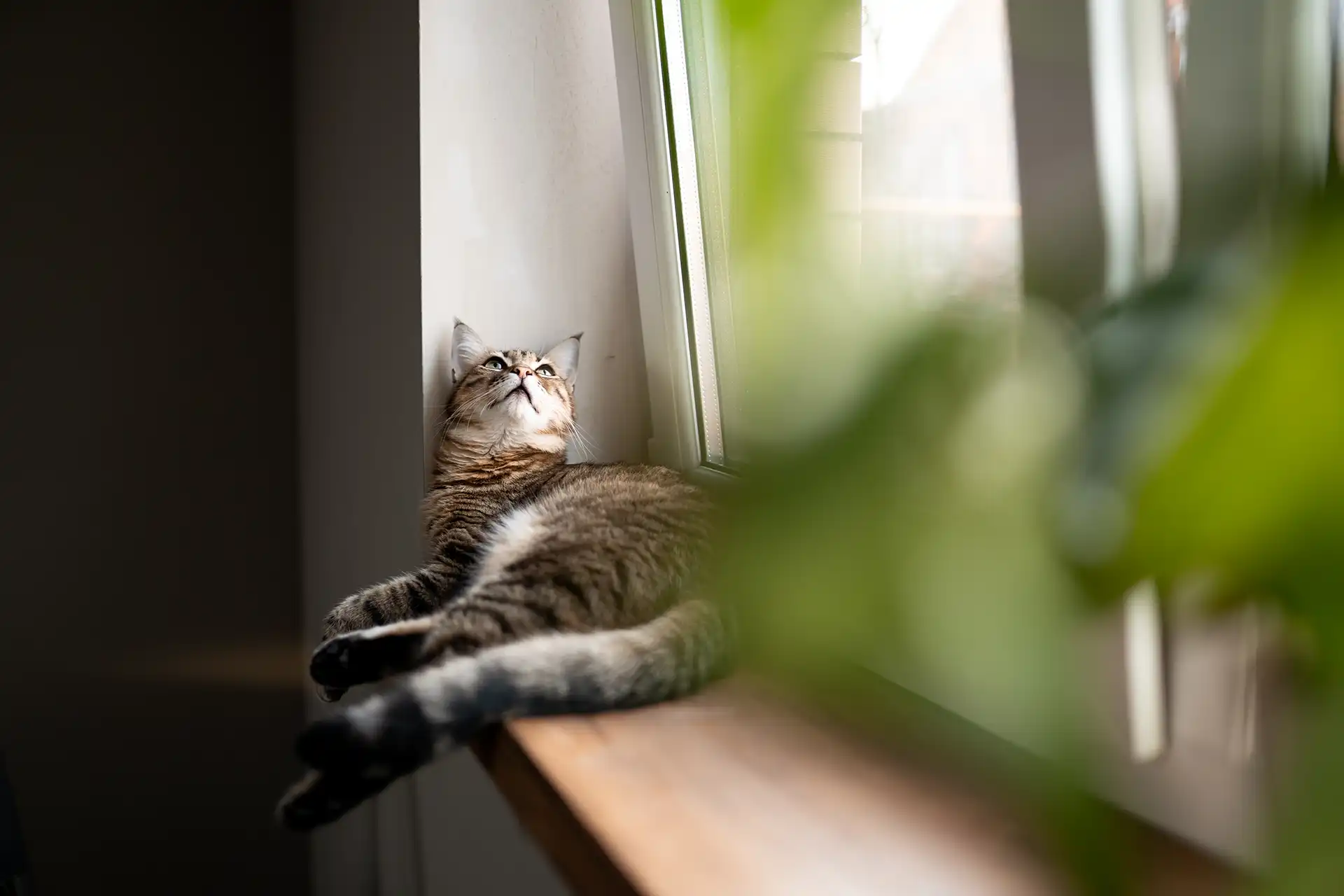 Katze auf der Fensterbank in einem gut belüfteten Wohnraum