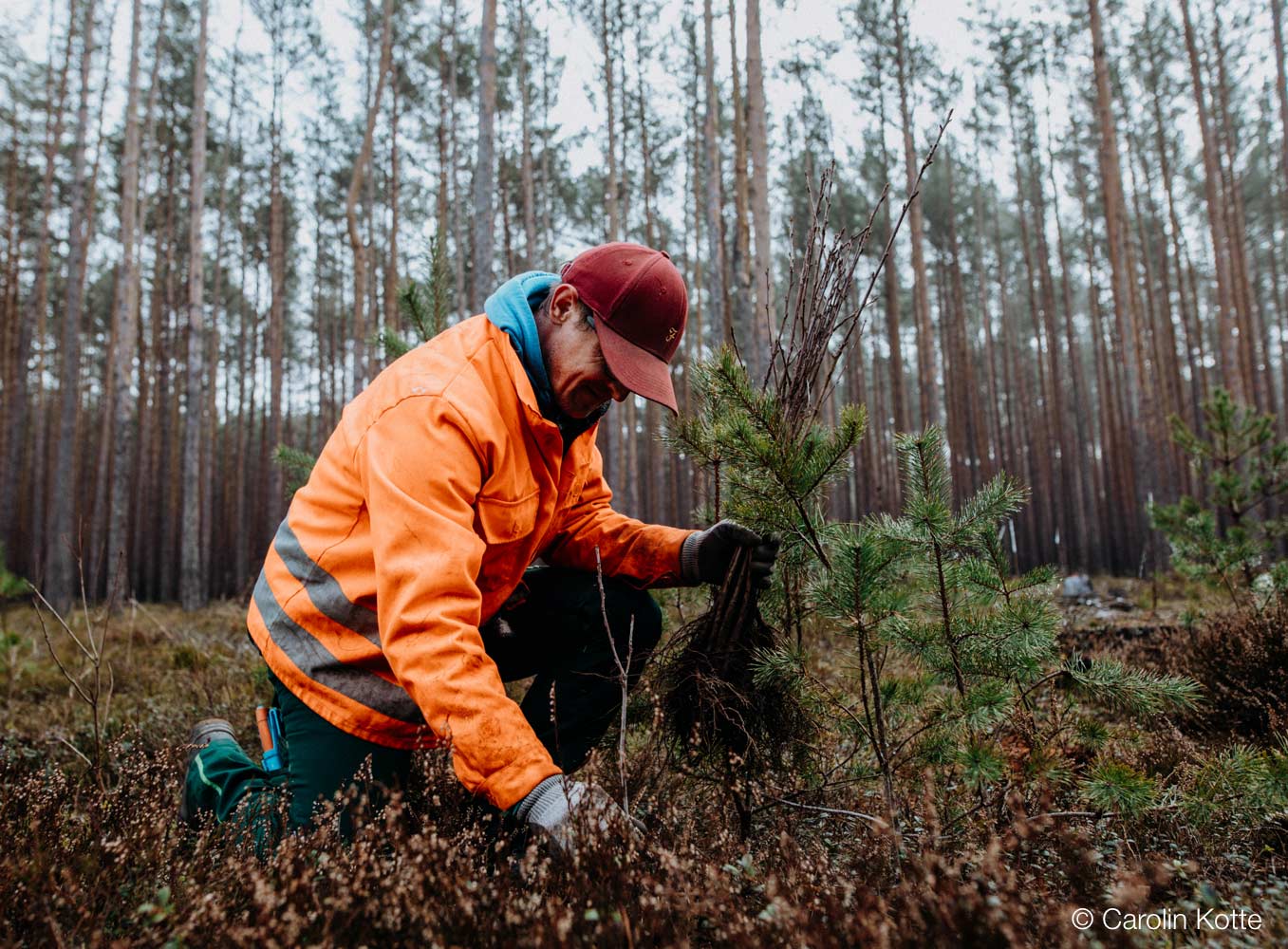 MDH Aktion PLANT-MY-TREE® in Heidland-Drössig